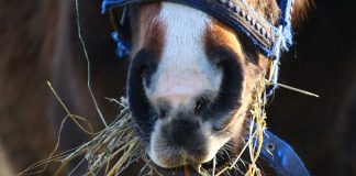 Horse eating hay
