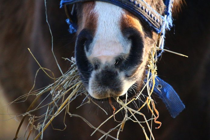 Horse eating hay Horse eating hay