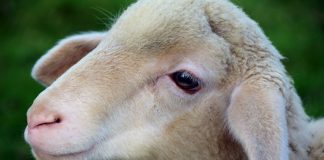 lamb