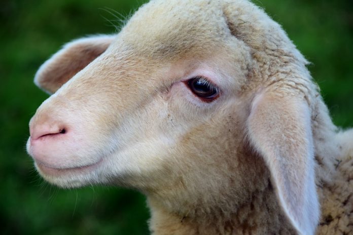 lamb lamb