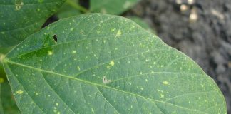 soybean leaf