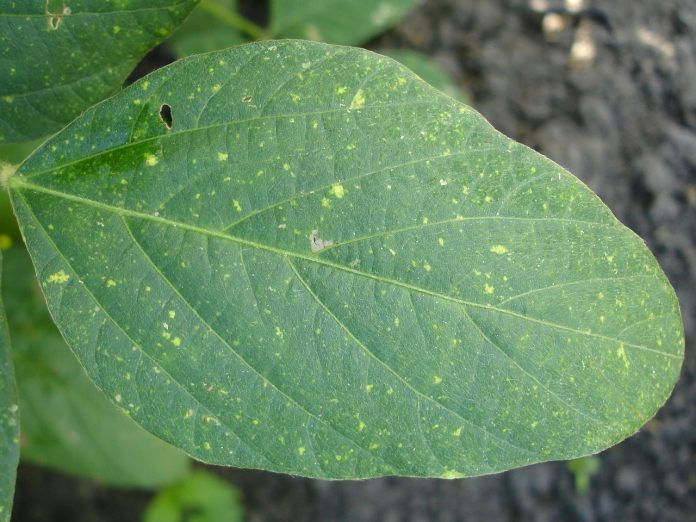 soybean leaf soybean leaf