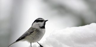 Chickadee