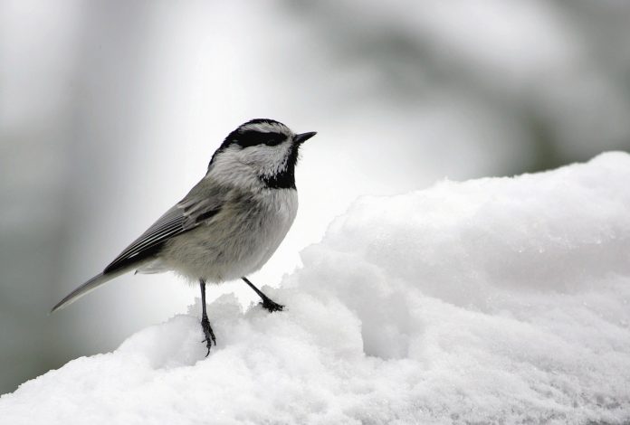 Chickadee Chickadee