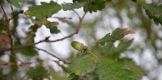 oak leaves