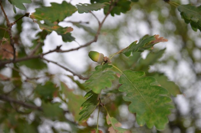 oak leaves oak leaves