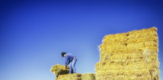 rancher