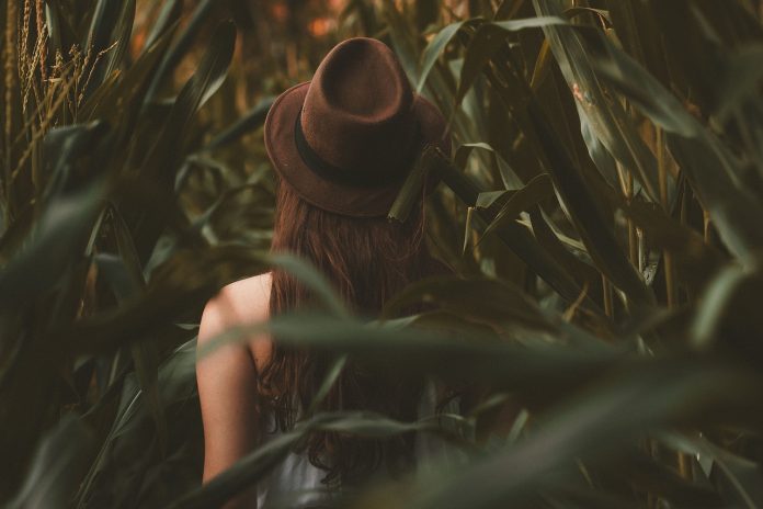 woman in a corn field woman in a corn field