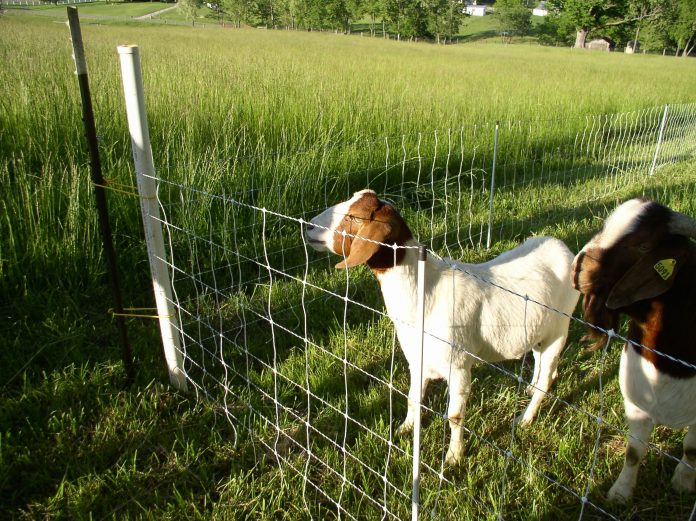 Goat Goat