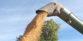 Soybeans