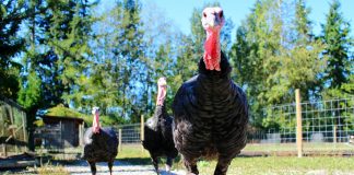 turkeys