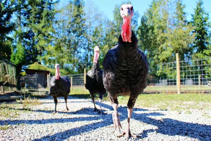 turkeys turkeys