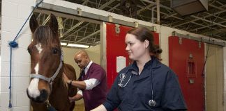 veterinarian