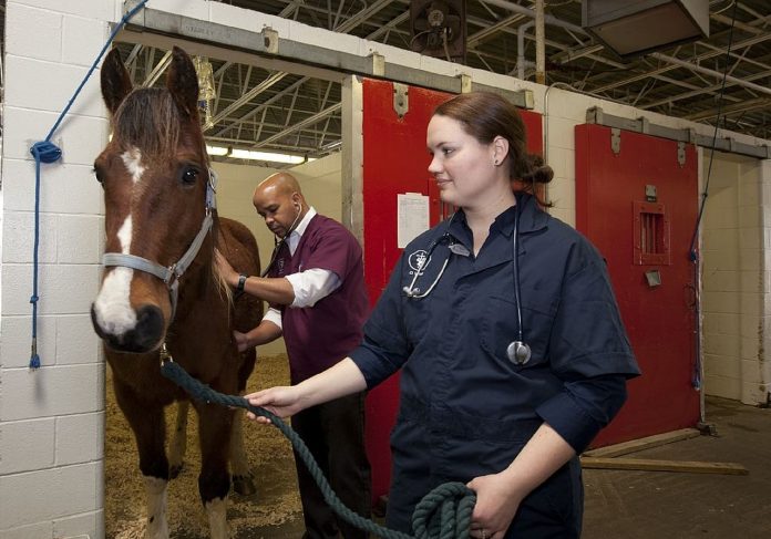 veterinarian veterinarian