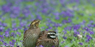 Quail