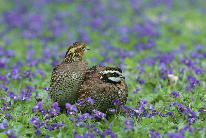 Quail Quail