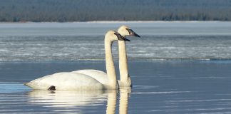 Trumpeter Swans at Telaquana River. NPS Photo / J. Mills. 2014.
