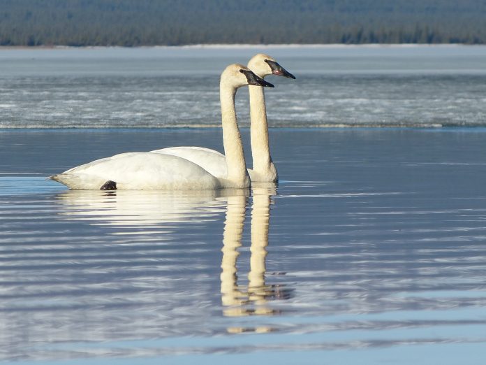 Trumpeter Swans at Telaquana River. NPS Photo / J. Mills. 2014. Trumpeter Swans at Telaquana River. NPS Photo / J. Mills. 2014.