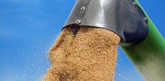 wheat