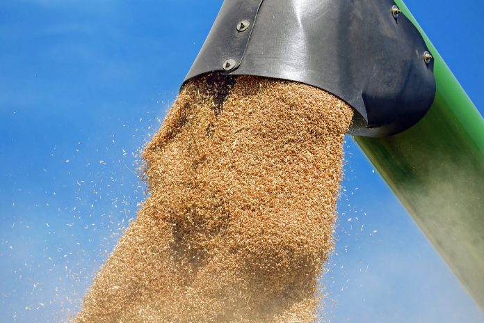 wheat wheat