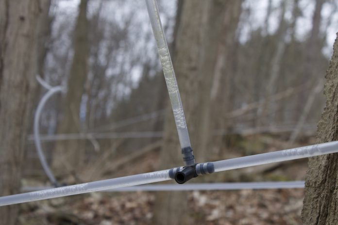 wv maple grant Maple sap collection