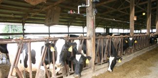 Dairy feed vitamin supplements