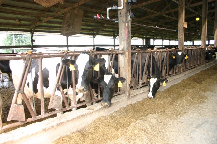 Dairy feed vitamin supplements Dairy feed vitamin supplements