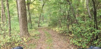 ATV in woods