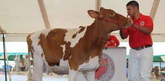 National Guernsey convention