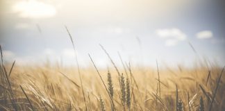 wheat field