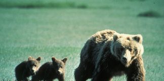 mother grizzly bear and cubs