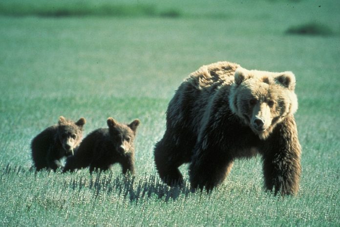mother grizzly bear and cubs mother grizzly bear and cubs