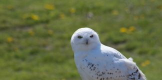 snowy owl