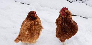chickens in snow