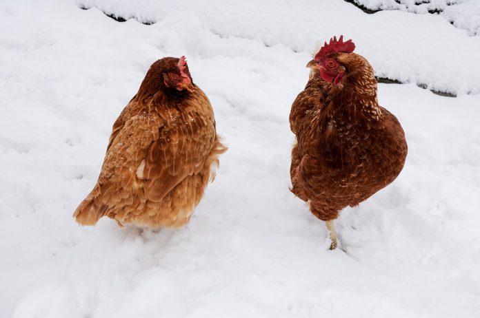 chickens in snow chickens in snow