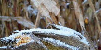 snowy corn