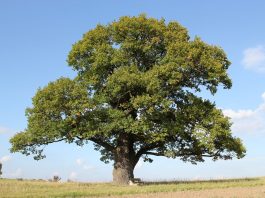 oak tree
