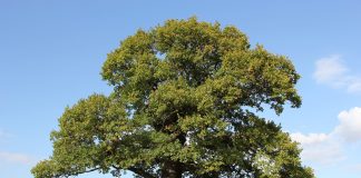 oak tree