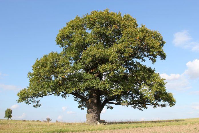 oak tree oak tree