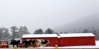 dairy cattle