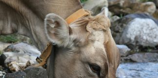 cow drinking