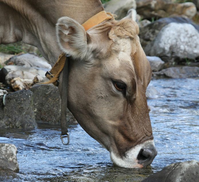 cow drinking cow drinking