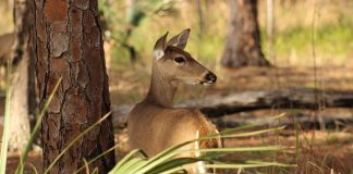 deer