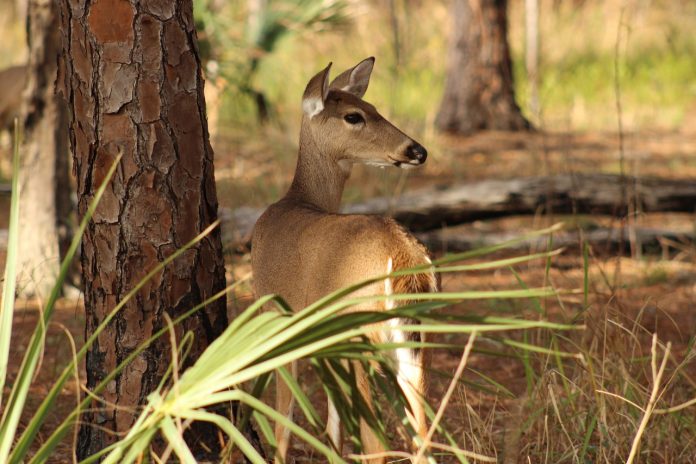 deer deer