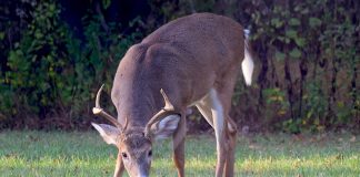 deer