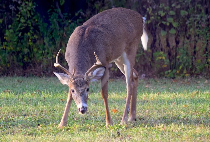 deer deer