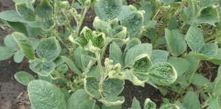 dicamba damage