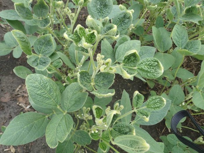 dicamba damage dicamba damage