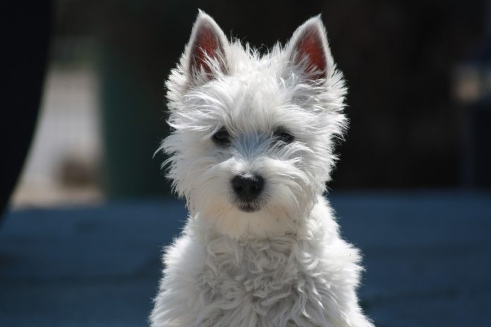 dog dog