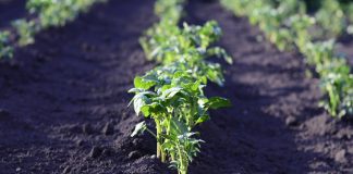 potato field